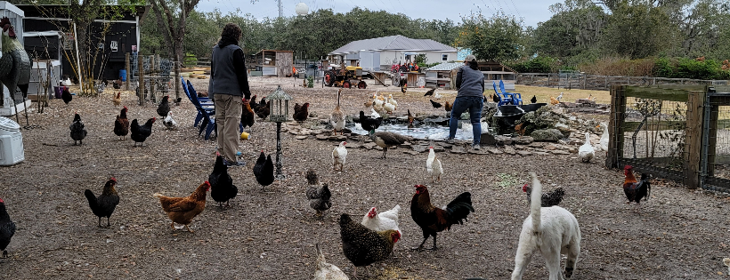 First Ladies Farm and Sanctuary