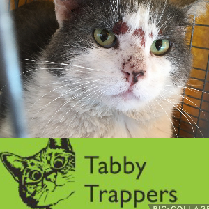 Tabby Trappers