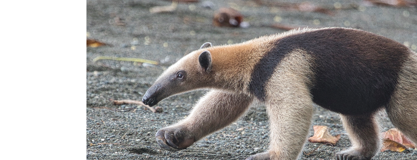 Lands for Biological Diversity