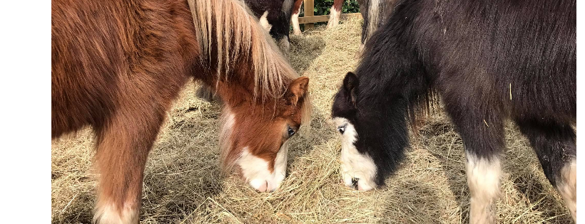 Cecils horse Sanctuary charity, hertfordshire