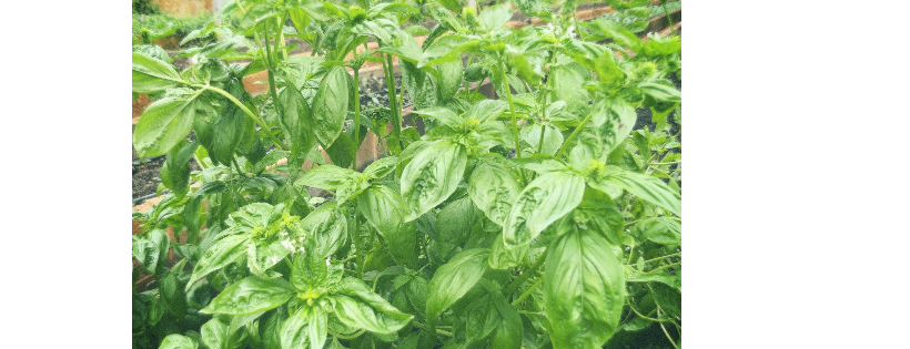 Lynchburg Grows