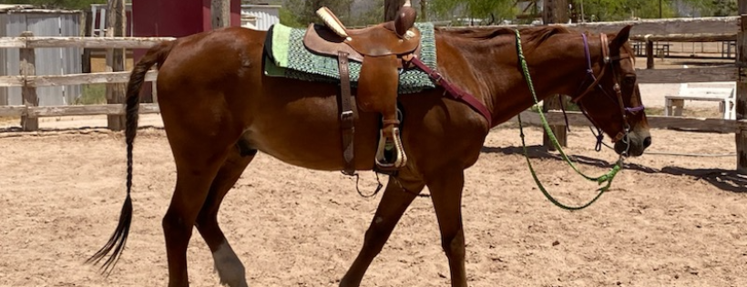 Serenity Stables