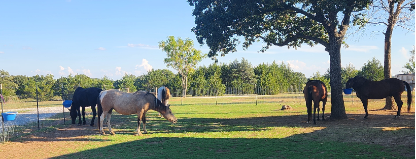 Equine Sanctuary and Rescue