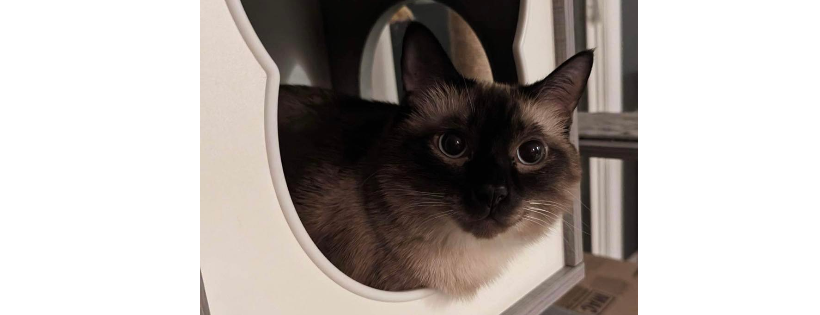 Rags to Riches Cat Rescue