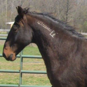 The Mustang Acres Farm Logo