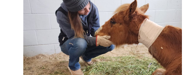 Lazy B Equine Rescue and Sanctuary