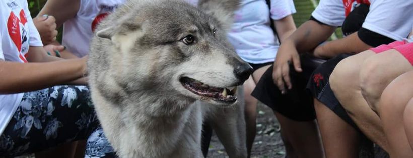 Shy Wolf Sanctuary Education and Experience Center Inc