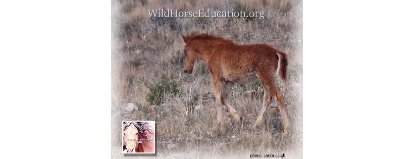 wild horse education