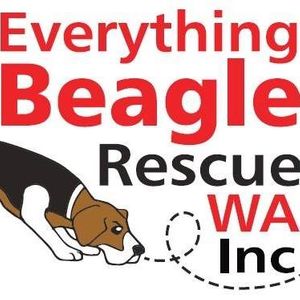Everything Beagle WA Inc Logo