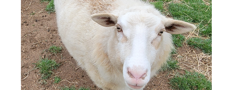 Serenity Farm Virginia