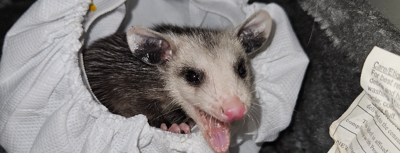 Tri-County wildlife rehab