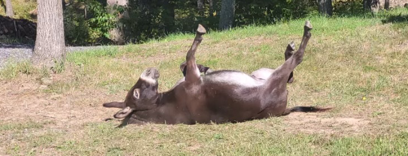 And-Hof Animals, Sanctuary for Farm Animals
