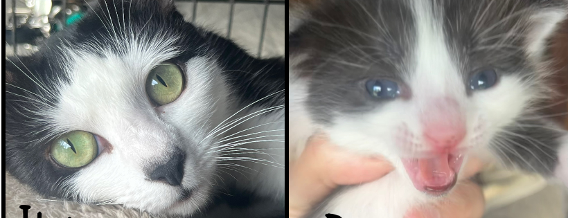 FurKids Rescue
