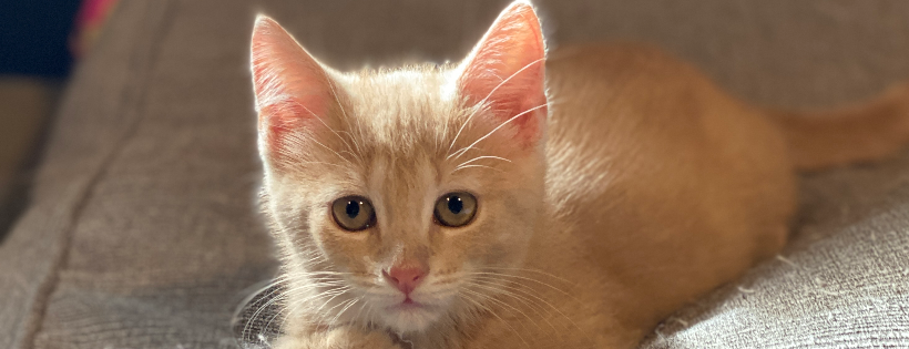 Lyndhurst Feral Cat Project
