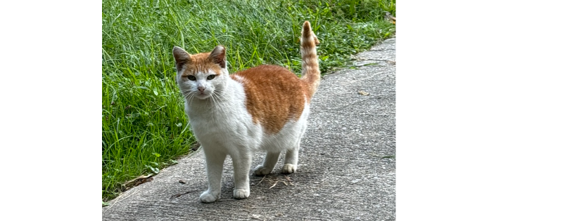 Guardian Angel Cat Rescue, Inc.