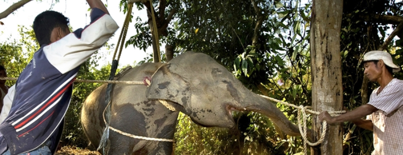 Save The Asian Elephants