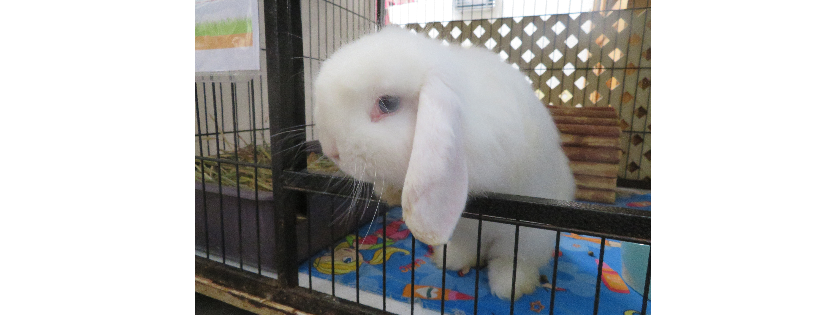 Test rabbit runaway
