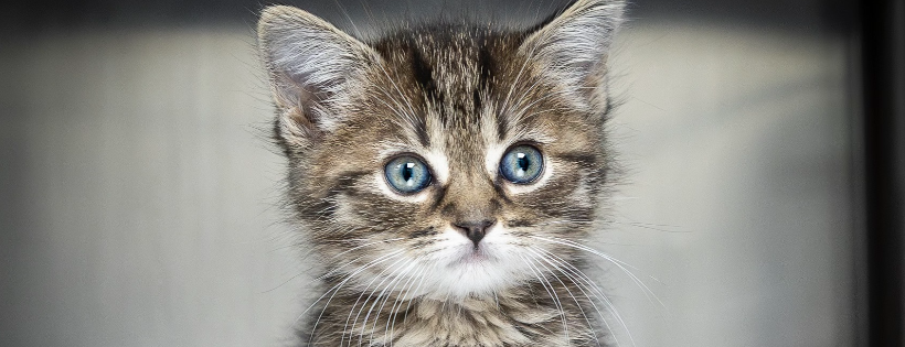 Homeward Bound Cat Adoptions Las Vegas NV