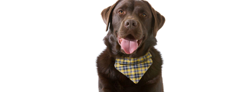 Team Edward Labrador Rescue