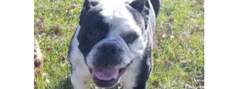 Patriots for Pets Rescue and Shelter Inc.