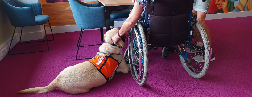 Association of Australian Assistance Dogs (NQ) Inc