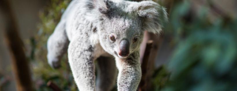 Science for Wildlife