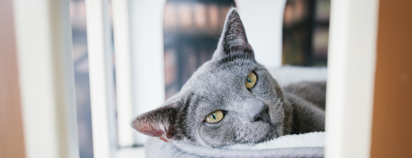 Cat Town