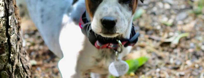 Gunter's Legacy Animal Rescue, Inc