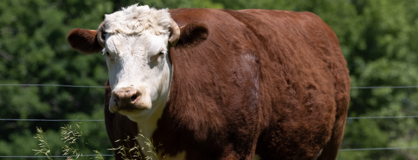 Spring Farm Sanctuary