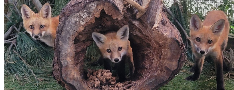 Wild At Hart Wildlife Rehabilitation Inc.