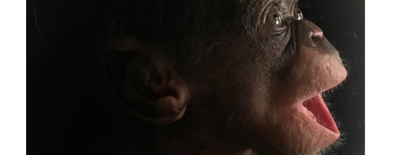 Liberia Chimpanzee Rescue and Protection
