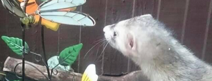 Last Chance Coventry Ferret Rescue 