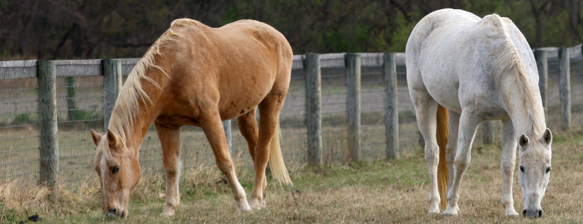 Mylestone Equine Rescue