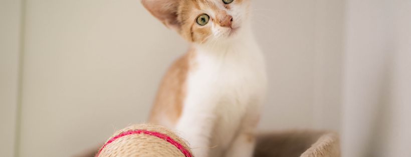 Geelong Animal Welfare Society
