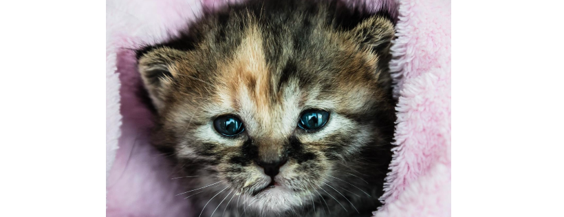 Cats Cradle Shelter