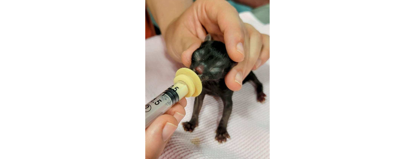 St. Francis Animal Shelter