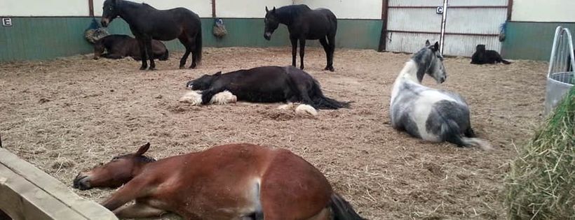 Crosskennan Lane Animal Sanctuary
