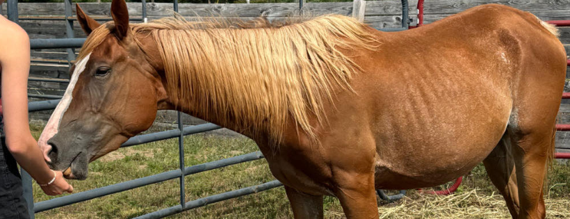 Stone Valleys Ray of Hope Equine Rescue