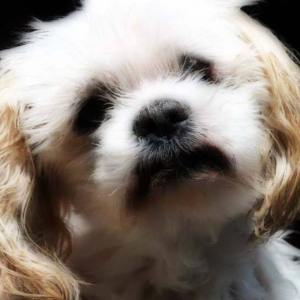 Little Old Dog Sanctuary Logo