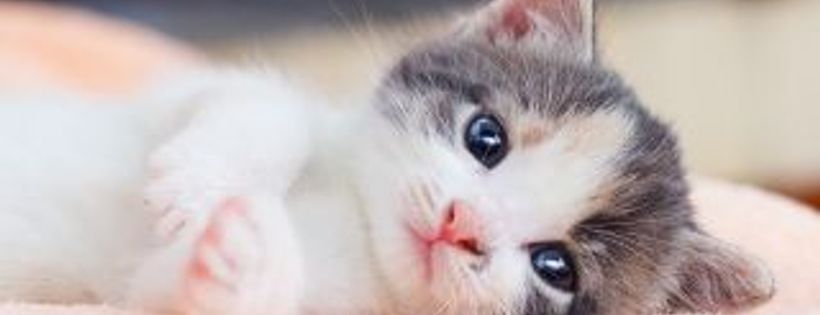 The Kitimat Community Humane Society