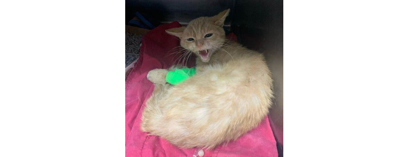 Community Cat Angels