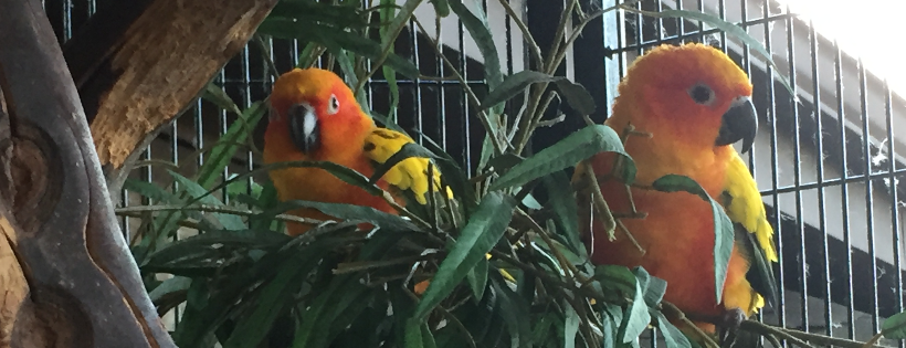Kiki's playland parrot sanctuary and rescue