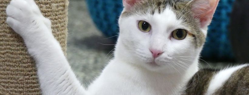 Pussies Galore Rescue