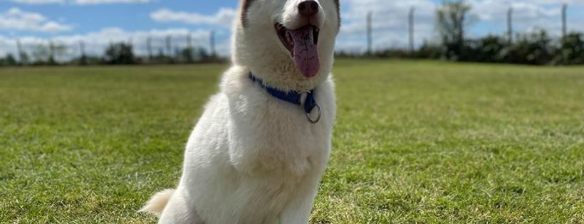 Saints Sled Dog Rescue (SSDR)