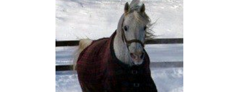 ARABIAN RESCUE MISSION INC