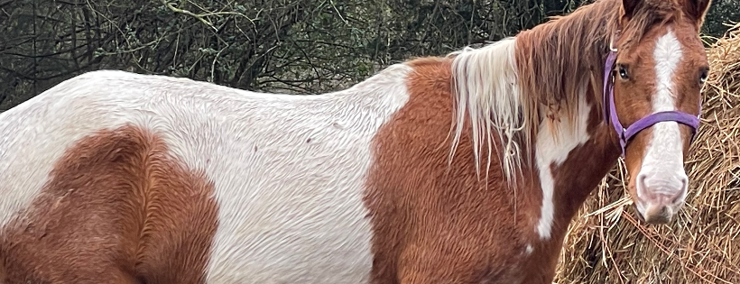 Second Chance Stables Inc