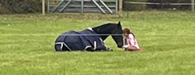 Day Dreams Farm Equine Rescue and Rehabilitation