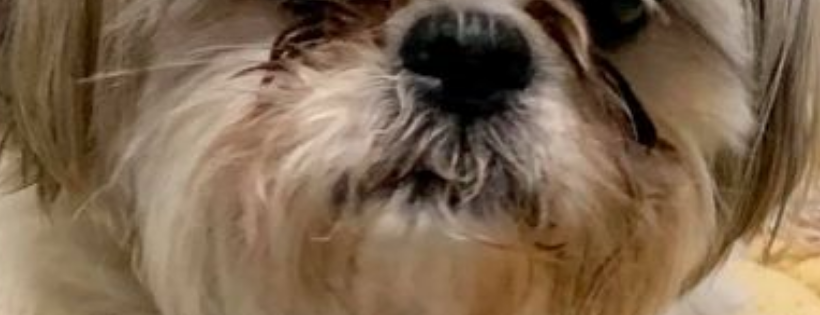 Love Those Seniors and More Association