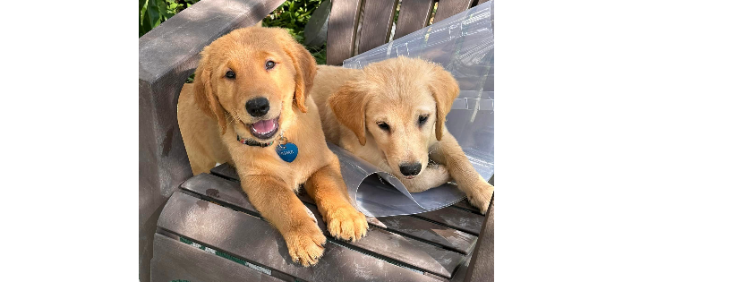 Joshua's House for Golden Retriever Rescue and Sanctuary