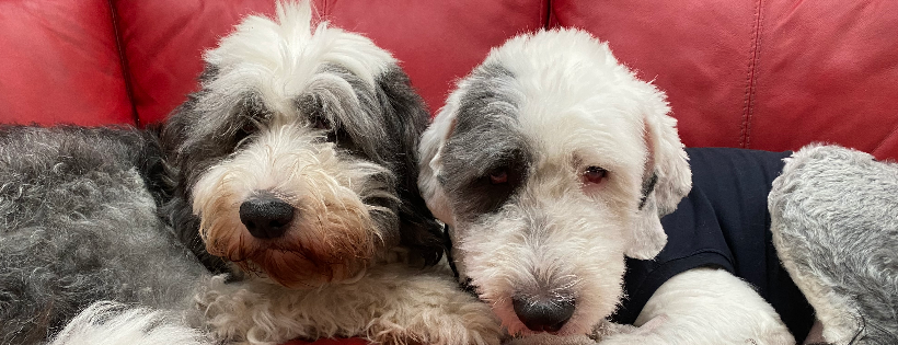 HerOES Old English Sheepdog Rehoming